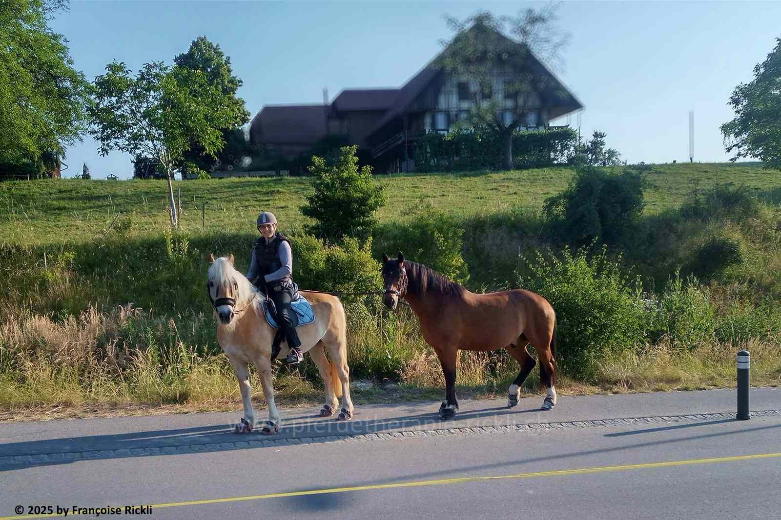 entspannte Pferde beim Ausreiten