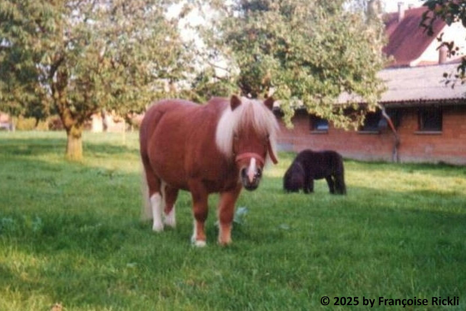 schiefe Hufe